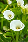 THE MOONGATE GARDEN, SUSSEX: PLANT PORTRAIT OF WHITE FLOWERS OF ZANTEDESHIA AETHIOPICA. CALLA, WHITE, GREEN, FLOWERING, BLOOMS, PERENNIALS