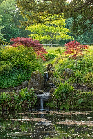 CHILWORTH_MANOR_SURREY_ORIGINAL_MONASTIC_STEWPOND_WITH_WATERFALL_AND_JAPANESE_MAPLES_IN_SPRING