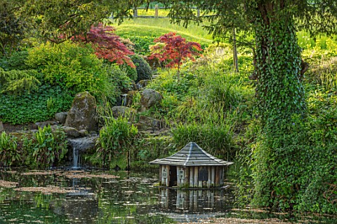 CHILWORTH_MANOR_SURREY_ORIGINAL_MONASTIC_STEWPOND_WITH_WATERFALL_AND_JAPANESE_MAPLES_IN_SPRING_DUCK_