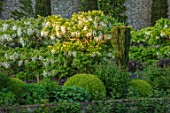 CHILWORTH MANOR, SURREY: THE WALLED GARDEN. CLIPPED TOPIARY BOX, BUXUS, WHITE WISTERIA