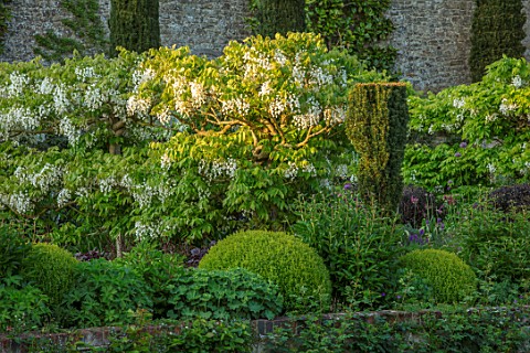 CHILWORTH_MANOR_SURREY_THE_WALLED_GARDEN_CLIPPED_TOPIARY_BOX_BUXUS_WHITE_WISTERIA
