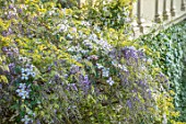 CHILWORTH MANOR, SURREY: CLEMATIS AND PURPLE WISTERIA GROWING ON THE MANOR HOUSE