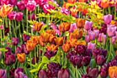 CLAUS DALBY GARDEN, DENMARK: PINK, PLUM AND ORANGE TULIPS WITH FOLIAGE OF DICENTRA SPECTABILIS GOLDHEART. PLANT ASSOCIATION, COMBINATION