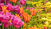 CLAUS DALBY GARDEN, DENMARK: ORANGE TULIP - TULIPA BALLERINA. DICENTRA SPECTABILIS GOLDHEART. BULBS, SPRING, FLOWERING, FLOWERS