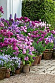 CLAUS DALBY GARDEN, DENMARK: TERRACE, PATIO, PURPLE BORDER, TULIPS IN TERRACOTTA CONTAINERS: TULIPA BLUE DIAMOND, MYSTERIOUS PARROT, CANDY PRINCE, SAIGON, PASSIONALE, LUPINS