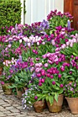 CLAUS DALBY GARDEN, DENMARK: TERRACE, PATIO, PURPLE BORDER, TULIPS IN TERRACOTTA CONTAINERS: TULIPA BLUE DIAMOND, MYSTERIOUS PARROT, CANDY PRINCE, SAIGON, PASSIONALE, LUPINS
