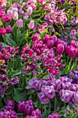 CLAUS DALBY GARDEN, DENMARK: TERRACE, PATIO, PURPLE BORDER, TULIPS IN TERRACOTTA CONTAINERS: TULIPA MYSTERIOUS PARROT
