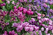 CLAUS DALBY GARDEN, DENMARK: TERRACE, PATIO, PURPLE BORDER, TULIPS IN TERRACOTTA CONTAINERS: TULIPA BLUE DIAMOND, MYSTERIOUS PARROT, PASSIONALE