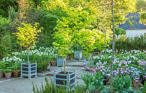 CLAUS_DALBY_GARDEN_DENMARK_WHITE_GARDEN_IN_SPRING__TERRACOTTA_CONTAINERS_PLANTED_WITH_TULIPS__TULIP_