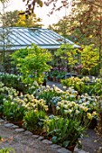CLAUS DALBY GARDEN, DENMARK: WHITE GARDEN IN SPRING - TERRACOTTA CONTAINERS PLANTED WITH TULIPS - TULIP SPRING GREEN, MOUNT TACOMA, BULBS, ACERS IN CONTAINERS