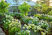 CLAUS DALBY GARDEN, DENMARK: WHITE GARDEN IN SPRING - TERRACOTTA CONTAINERS PLANTED WITH TULIPS - TULIP SPRING GREEN, MOUNT TACOMA, BULBS, ACERS IN CONTAINERS
