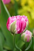 CLAUS DALBY GARDEN, DENMARK: CLOSE UP PLANT PORTRAIT OF TULIP WEDDING GIFT. PINK, GREEN, FLOWERS, FLOWERING, BULBS, SPRING