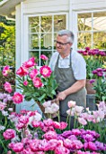 CLAUS DALBY GARDEN, DENMARK: CLAUS DALBY HIOLDING TERRACOTTA CONTAINER OF TULIPS - BESIDE THE CONSERVATORY, GREENHOUSE