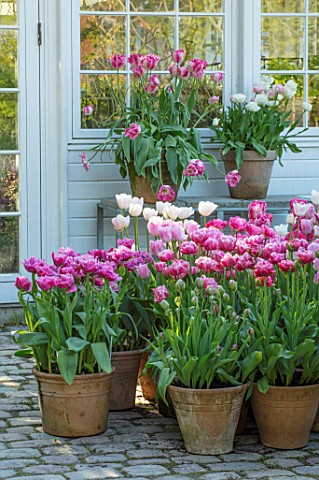 CLAUS_DALBY_GARDEN_DENMARK_DISPLAY_OF_PINK_TULIPS_BESIDE_THE_CONSERVATORY__GREENHOUSE__TULIPA_SILVER