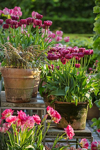 CLAUS_DALBY_GARDEN_DENMARK_ARRANGEMENT_OF_TULIPS_IN_TERRACOTTA_CONTAINERS__TULIPA_DREAM_TOUCH_AND_AT