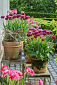 CLAUS DALBY GARDEN, DENMARK: ARRANGEMENT OF TULIPS IN TERRACOTTA CONTAINERS - TULIPA DREAM TOUCH AND ATHYRIUM NIPONICUM PICTUM - JAPANESE PAINTED FERN, GREENHOUSE, CONSERVATORY
