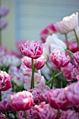 CLAUS DALBY GARDEN, DENMARK: CLOSE UP PLANT PORTRAIT OF PINK AND WHITE TULIP - TULIPA WEDDING GIFT. BULBS, SPRING