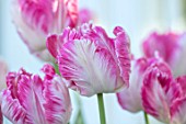 CLAUS DALBY GARDEN, DENMARK: PLANT PORTRAIT OF TULIP - TULIPA SILVER PARROT, FLOWERS, FLOWERING, PINK, WHITE, BULBS, SPRING