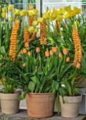 CLAUS DALBY GARDEN, DENMARK: DISPLAY OF TERRACOTTA CONTAINERS BY GREENHOUSE. TULIPS - TULIPA WORLD FRIENDSHIP, DORDOGNE, ORANGE LUPIN, BULBS, SPRING