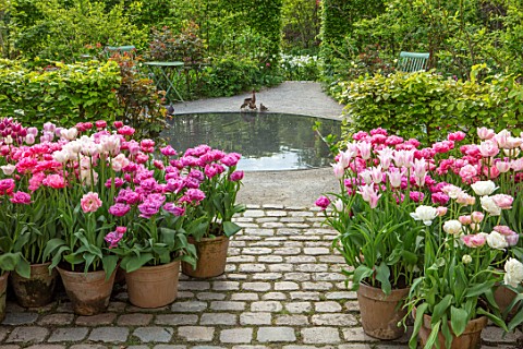 CLAUS_DALBY_GARDEN_DENMARK_PATIO_CIRCULAR_POOL_HEDGES_HEDGING_PINK_TULIPS_TERRACOTTA_CONTAINERS__TUL