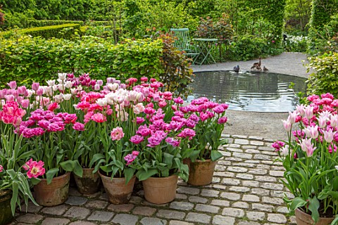 CLAUS_DALBY_GARDEN_DENMARK_PATIO_CIRCULAR_POOL_HEDGES_HEDGING_PINK_TULIPS_TERRACOTTA_CONTAINERS__TUL