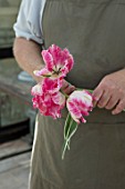 CLAUS DALBY GARDEN, DENMARK: CLAUS DALBY HOLDING FLOWERS OF TULIP- TULIP SILVER PARROT. TULIPS, SPRING, BULBS