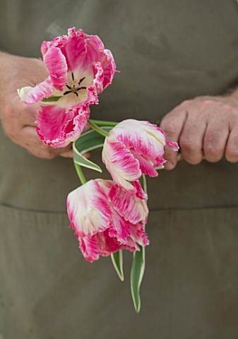 CLAUS_DALBY_GARDEN_DENMARK_CLAUS_DALBY_HOLDING_FLOWERS_OF_TULIP_TULIP_SILVER_PARROT_TULIPS_SPRING_BU