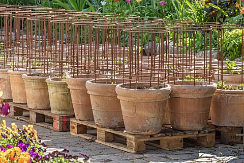 CLAUS_DALBY_GARDEN_DENMARK_TERRACOTTA_CONTAINERS_PLANTED_WITH_DAHLIAS_IN_NURSERY_AREA