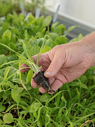 CLAUS_DALBY_GARDEN_DENMARK_CLAUS_DALBY_IN_ONE_OF_HIS_GREENHOUSES_HOLDS_A_PLUG_PLANTED_SEEDLING