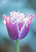 CLAUS DALBY GARDEN, DENMARK: CLOSE UP PLANT PORTRAIT OF TULIP- TULIPA CUMMINS. PURPLE, FLOWERING, TULIPS, FLOWERS, BULBS, SPRING, FRINGED