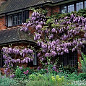 WISTERIA ON HOUSE WALL WITH EUPHORBIA IN FOREGROUND LITTLE COOPERS  HANTS.