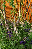 CHELSEA FLOWER SHOW 2018 - DAVID HARBER AND SAVILLS GARDEN DESIGNED BY NIC HOWARD
