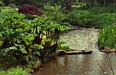 GUNNERA TINCTORIA AND ACER GROWING BESIDE STREAM LITTLE COOPERS  HAMPSHIRE