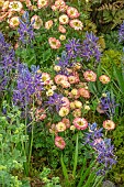 PLANT ASSOCIATION, COMBINATION  OF CAMASSIA QUAMASH AND GEUM COSMOPOLITAN. BLUE, PINK, FLOWERS, SPRING, BULBS, PETALS, FLOWERING