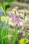 PLANT ASSOCIATION, COMBINATION  OF YET TO BE NAMED CAMASSIA, PINK, FLOWERS, SPRING, BULBS, PETALS, FLOWERING