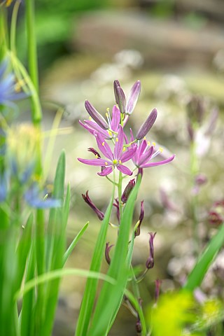 PLANT_ASSOCIATION_COMBINATION__OF_YET_TO_BE_NAMED_CAMASSIA_PINK_FLOWERS_SPRING_BULBS_PETALS_FLOWERIN