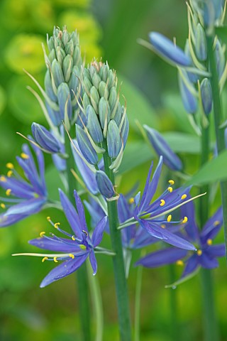 PLANT_PORTRAIT_OF_BLUE_FLOWERS_OF_CAMASSIA_LEICHTLINII_MAYBELLE_SPRING_BULBS_PETALS_FLOWERING