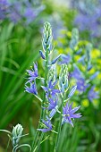 PLANT PORTRAIT OF BLUE FLOWERS OF CAMASSIA LEICHTLINII MAYBELLE, SPRING, BULBS, PETALS, FLOWERING