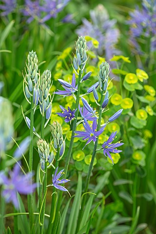 PLANT_PORTRAIT_OF_BLUE_FLOWERS_OF_CAMASSIA_LEICHTLINII_MAYBELLE_SPRING_BULBS_PETALS_FLOWERING