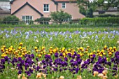 HOWARDS NURSERIES, NORFOLK: IRIS BEDS, FIELDS  WITH HOUSE IN BACKGROUND. CORMS, LINES, ROWS, RURAL SCENE, NURSERY, CROPS, COUNTRYSIDE, LANDSCAPE