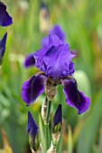 CEDRIC MORRIS IRISES: PLANT PORTRAIT OF IRIS BENTON NIGEL. BLUE, PURPLE FLOWERS, FLOWERING, BULBS, CORMS
