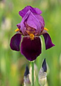 CEDRIC MORRIS IRISES: PLANT PORTRAIT OF IRIS BENTON STORRINGTON. PURPLE FLOWERS, FLOWERING, BULBS, CORMS