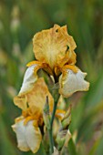 CEDRIC MORRIS IRISES: PLANT PORTRAIT OF IRIS BENTON SUSAN. WHITE, TOFFEE, BROWN, YELLOW, CARAMEL, FLOWERS, FLOWERING, BULBS, CORMS