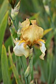 CEDRIC MORRIS IRISES: PLANT PORTRAIT OF IRIS BENTON SUSAN. WHITE, TOFFEE, BROWN, YELLOW, CARAMEL, FLOWERS, FLOWERING, BULBS, CORMS