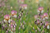 CEDRIC MORRIS IRISES: PLANT PORTRAIT OF EMERGING BUDS OF IRIS BENTON DEIDRE , PINK, WHITE, FLOWERS, FLOWERING, BULBS, CORMS