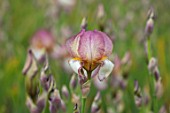 CEDRIC MORRIS IRISES: PLANT PORTRAIT OF IRIS BENTON DEIDRE , PINK, WHITE, FLOWERS, FLOWERING, BULBS, CORMS