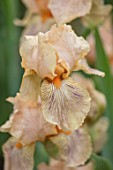 CEDRIC MORRIS IRISES: PLANT PORTRAIT OF IRIS EDWARD WINDSOR. PALE, PINK, ORANGE, FLOWERS, FLOWERING, BULBS, CORMS