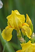 CEDRIC MORRIS IRISES: PLANT PORTRAIT OF IRIS BENTON APOLLO. YELLOW, FLOWERS, FLOWERING, BULBS, CORMS