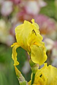 CEDRIC MORRIS IRISES: PLANT PORTRAIT OF IRIS BENTON APOLLO. YELLOW, FLOWERS, FLOWERING, BULBS, CORMS
