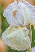CEDRIC MORRIS IRISES: PLANT PORTRAIT OF IRIS BENTON OPAL. WHITE, FLOWERS, FLOWERING, BULBS, CORMS